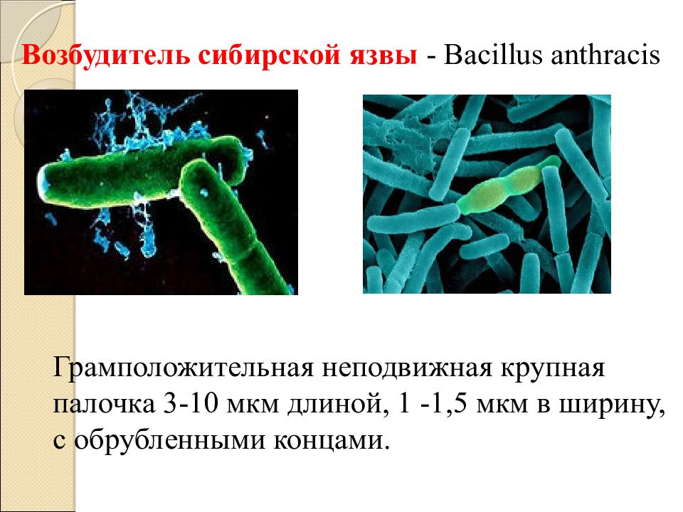 Бактерия вызывающая язву