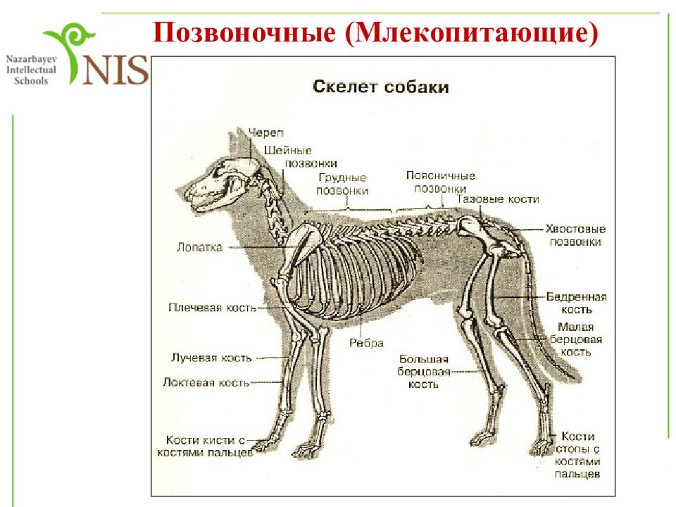 Схема позвоночника млекопитающих