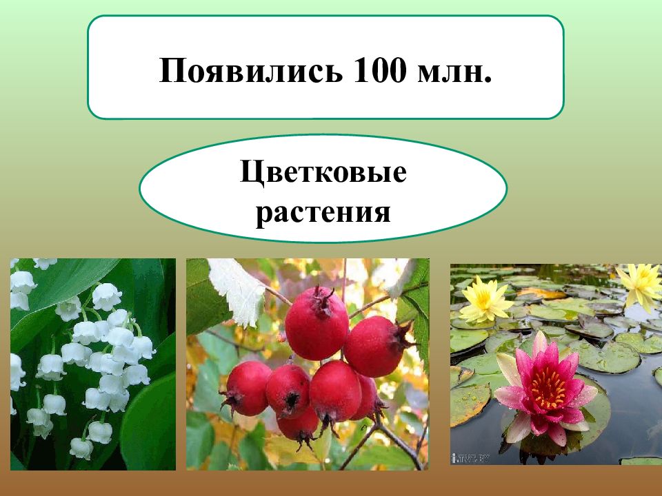 Когда появились растения. Цветковые растения. Как появились растения.