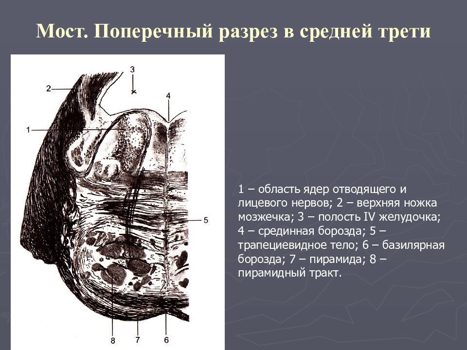 Срединная борозда языка. Поперечный разрез бujktyb средней трети. Мост мозга поперечный разрез. Поперечный разрез моста. Поперечный разрез нерва.