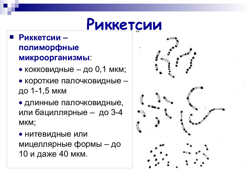 Риккетсии микробиология рисунок