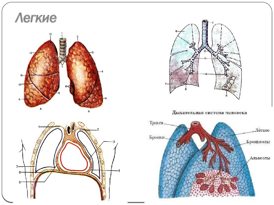 Поверхность легких образована. Дыхательная поверхность легких. Какова площадь дыхательной поверхности легких человека. Дыхательная поверхность легких человека.