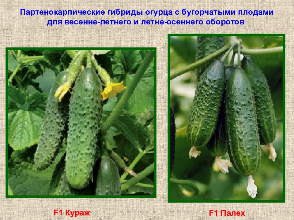 Виды огурцов презентация