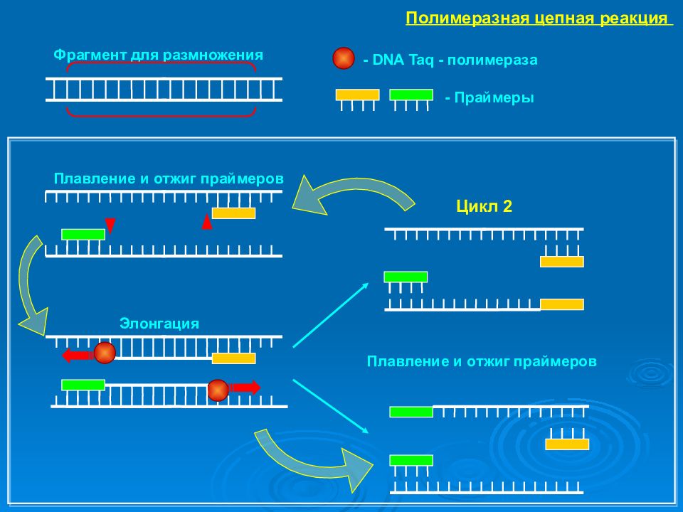 Пцр полимеразная цепная реакция презентация