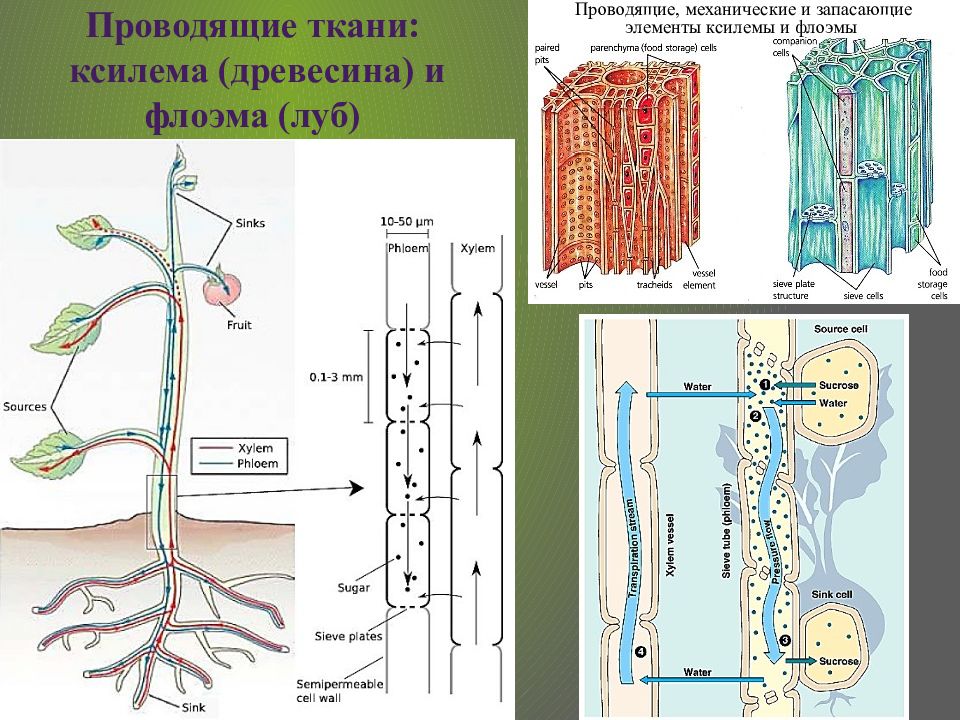 Цикл высшего растения. Проводящие системы растений. Проводящая система растений. Проводящая система папоротников. Проводящая ткань у папоротников.