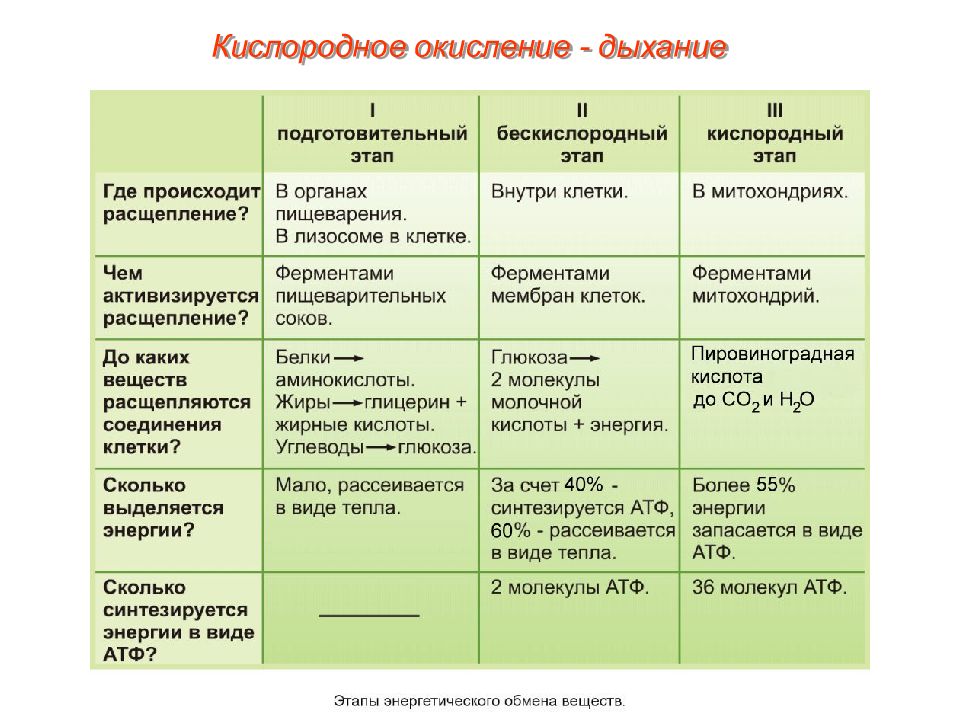 Клеточное дыхание схема егэ