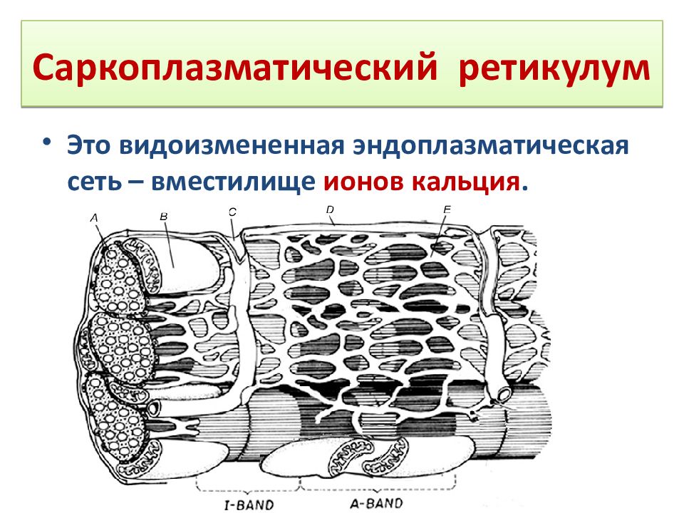 Гладкий саркоплазматический ретикулум исчерченных мышц обеспечивает. Саркоплазматический ретикулум мышц. Ретикулум мышечного волокна. Строение саркоплазматического ретикулума мышечного волокна. Саркоплазматический ретикулум состав.