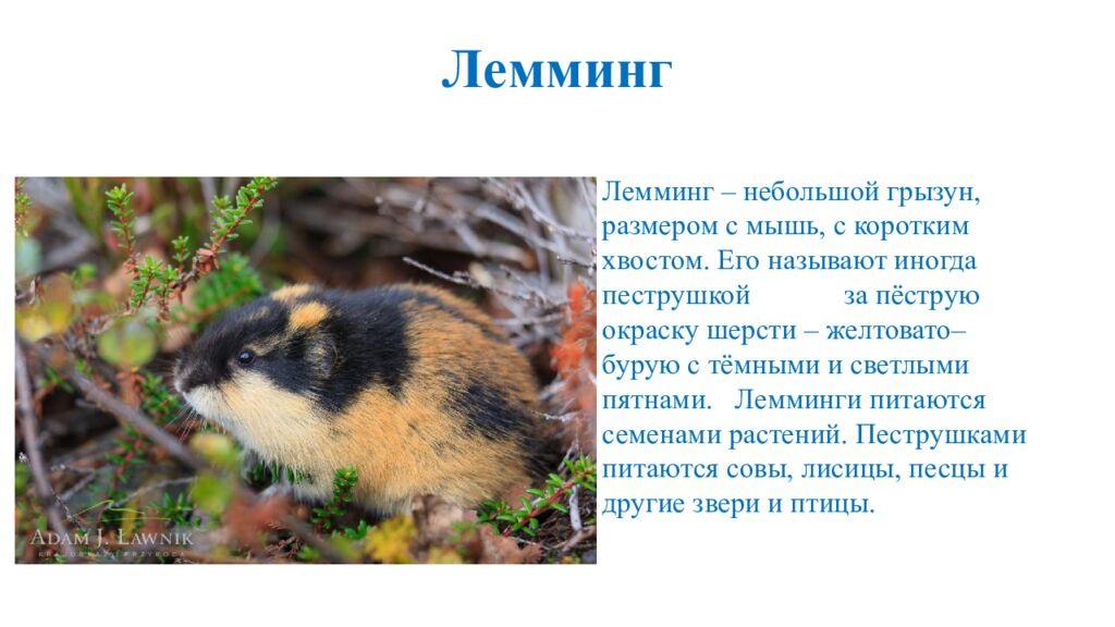 Лемминг