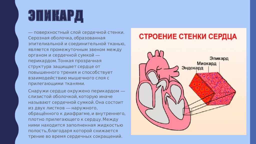 Строение сердца презентация