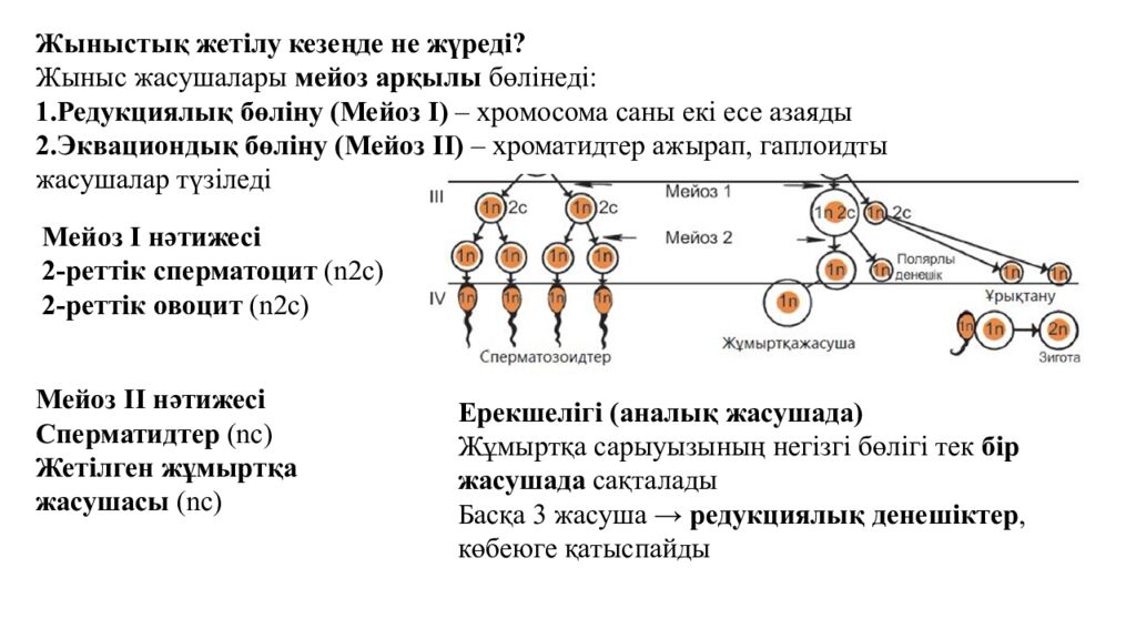 Гаметогенез. Адам гаметогенезінің сатылары. Сперматогенез бен оогенезді