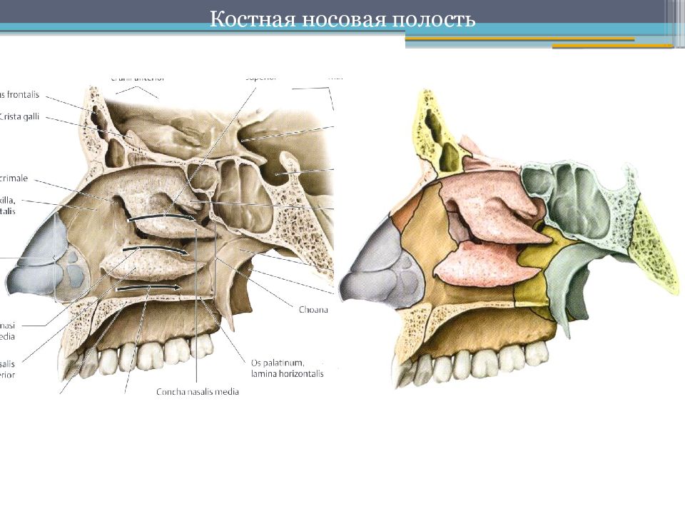 Носовая полость. Костная перегородка полости носа анатомия. Костная носовая полость анатомия. Топография носовой полости. Полость носа топография.