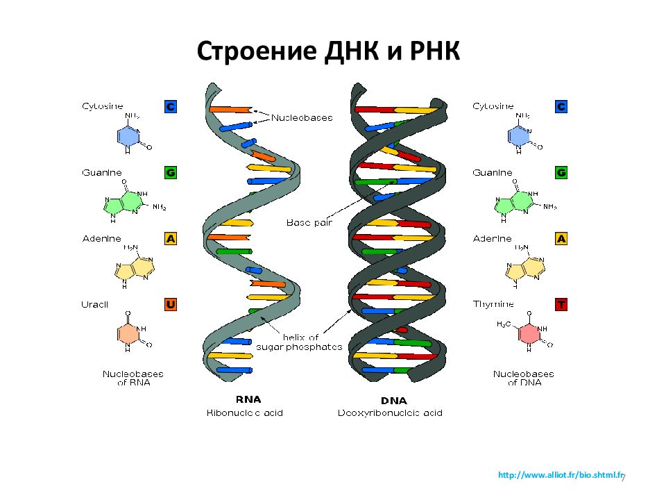 Строение днк и рнк кратко и понятно презентация