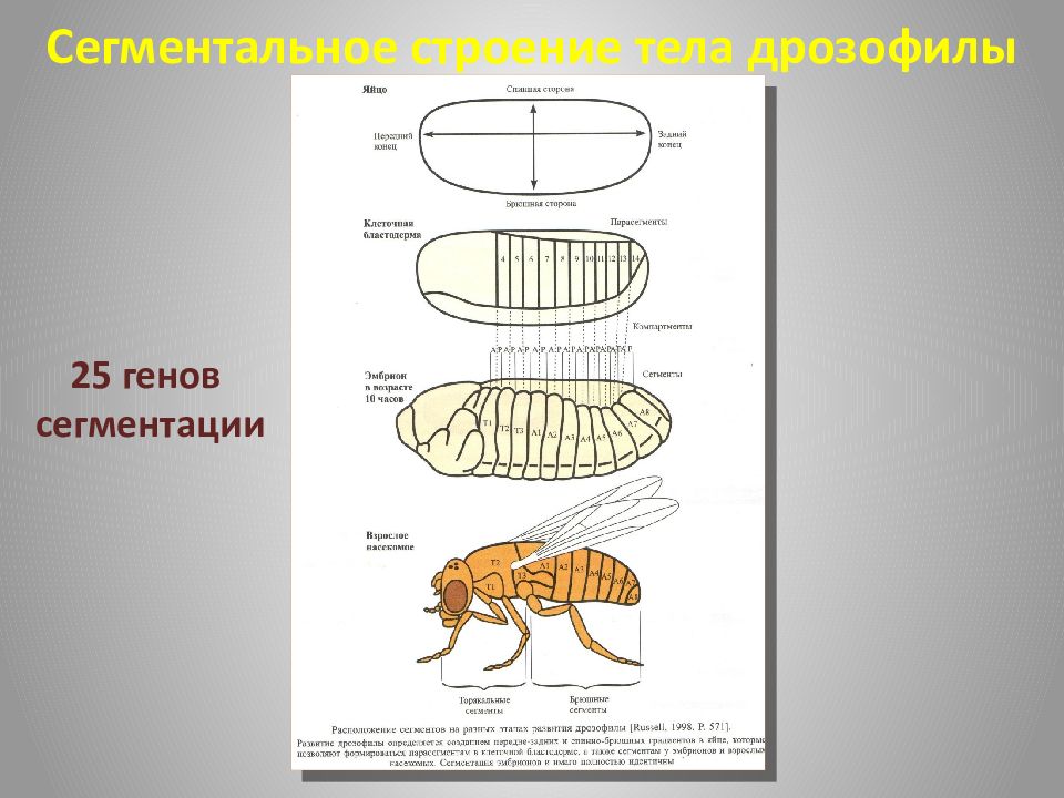 Строение дрозофилы