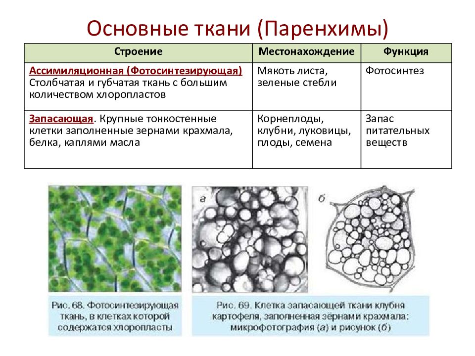 Основная ткань класс. Основная ткань растений ассимиляционная. Местонахождение запасающей ткани растений. Ассимиляционная и запасающая ткань. Основные ткани паренхимы.