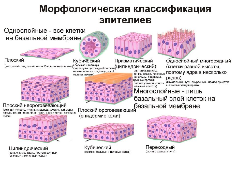 Эпителиальная ткань схема