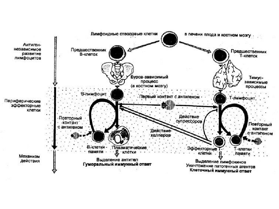 Развитие лимфоцитов. Схема образования т и в лимфоцитов. Схема дифференцировки в лимфоцитов. Схема иммунитета т лимфоциты в лимфоцитов. Схема дифференцировки т и в лимфоцитов.