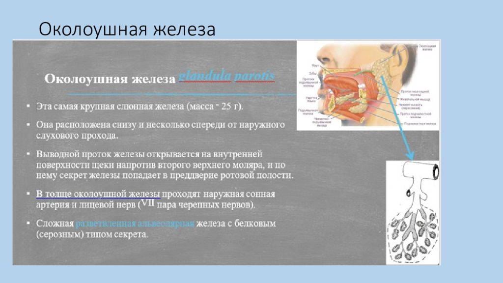 2 крупные пищеварительные железы. Слюнные железы физиология. Бартолиниевы железы анатомия. Отростки околоушной железы.