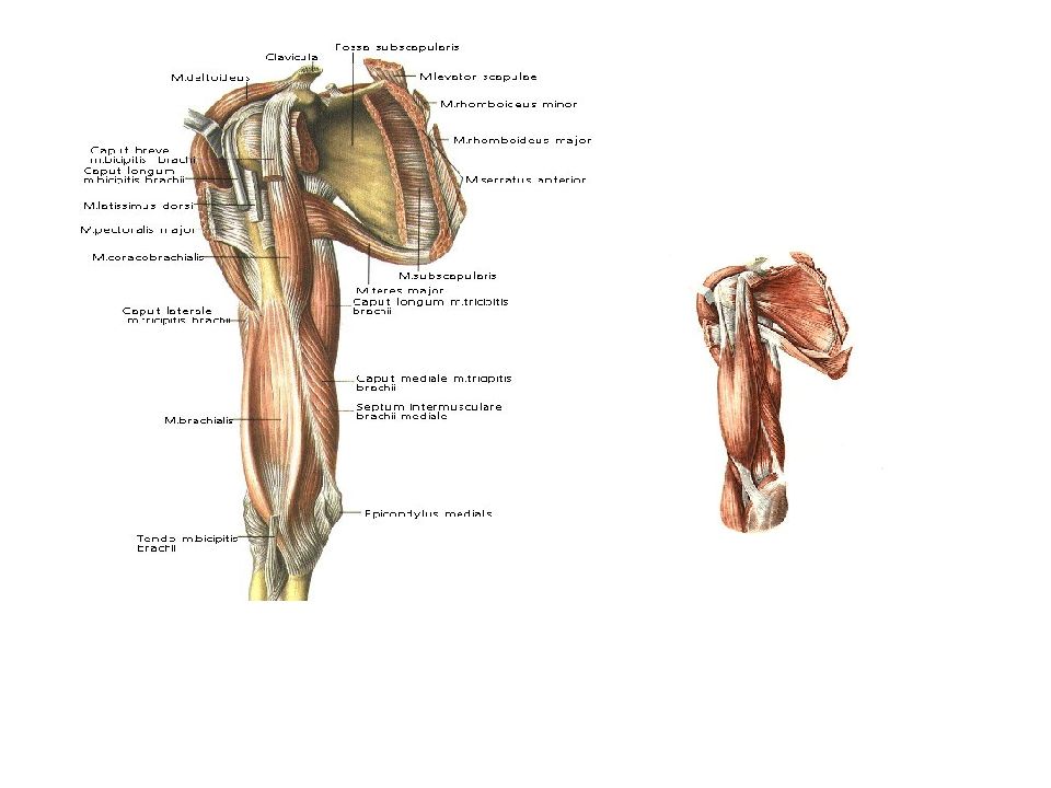Презентация мышцы верхних конечностей