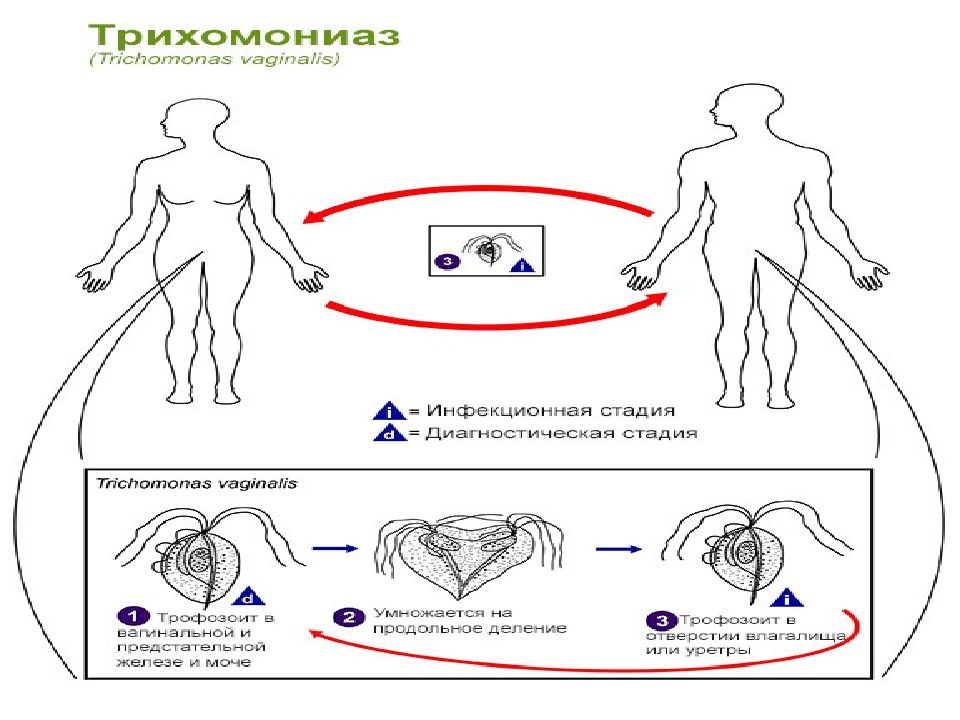 Trichomonas vaginalis пцр