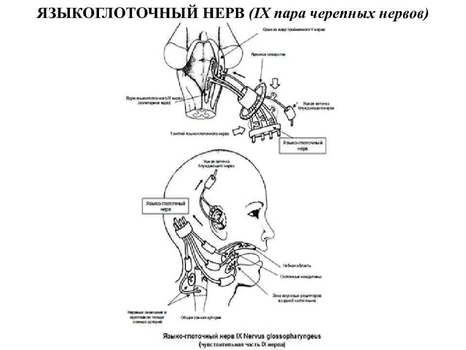 9 черепной нерв. Языкоглоточный нерв неврология схема. 9 Пара языкоглоточный нерв. 9 Пара черепных нервов схема. Языкоглоточный нерв мрт анатомия.