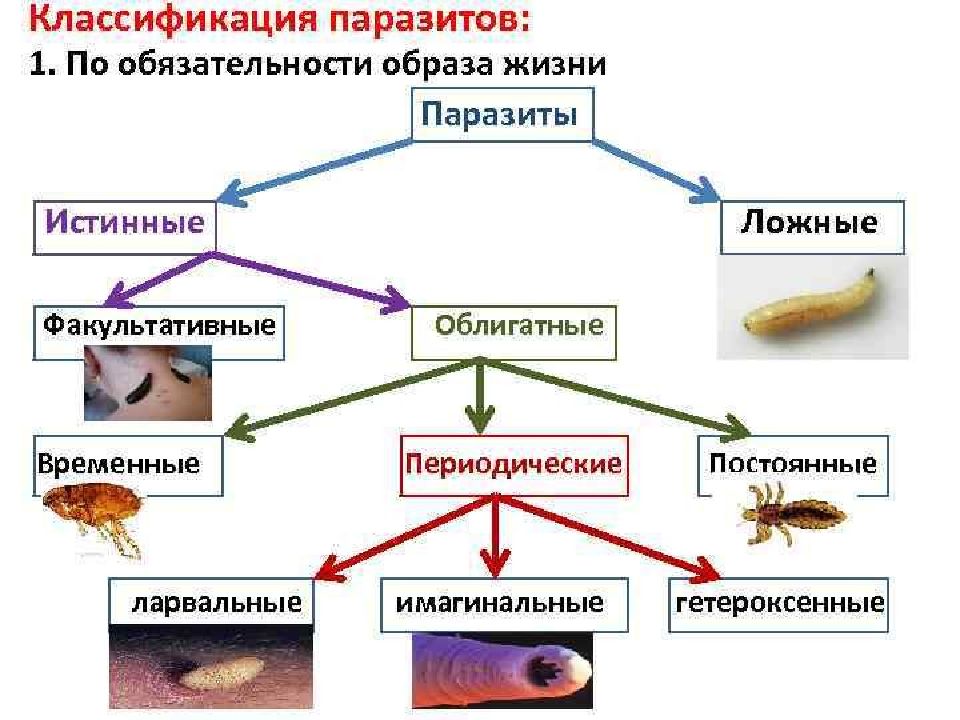 Классификация паразитов схема