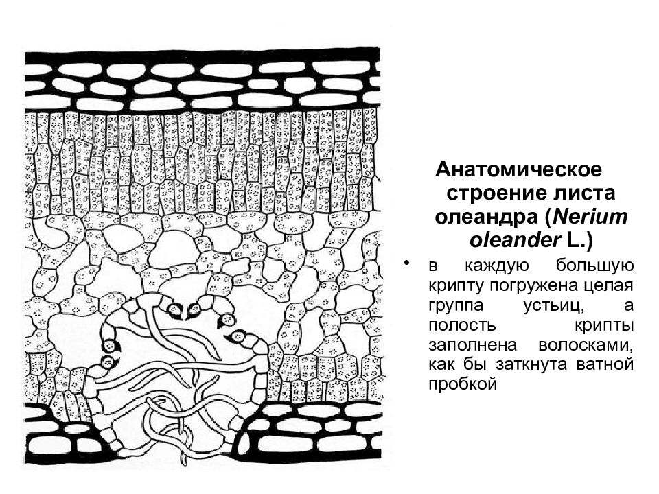 Ксерофиты устьица. Поперечный срез листа олеандра. Поперечный срез листа олеандра строение. Срез листа олеандра. Поперечный срез листа олеандра обыкновенного.