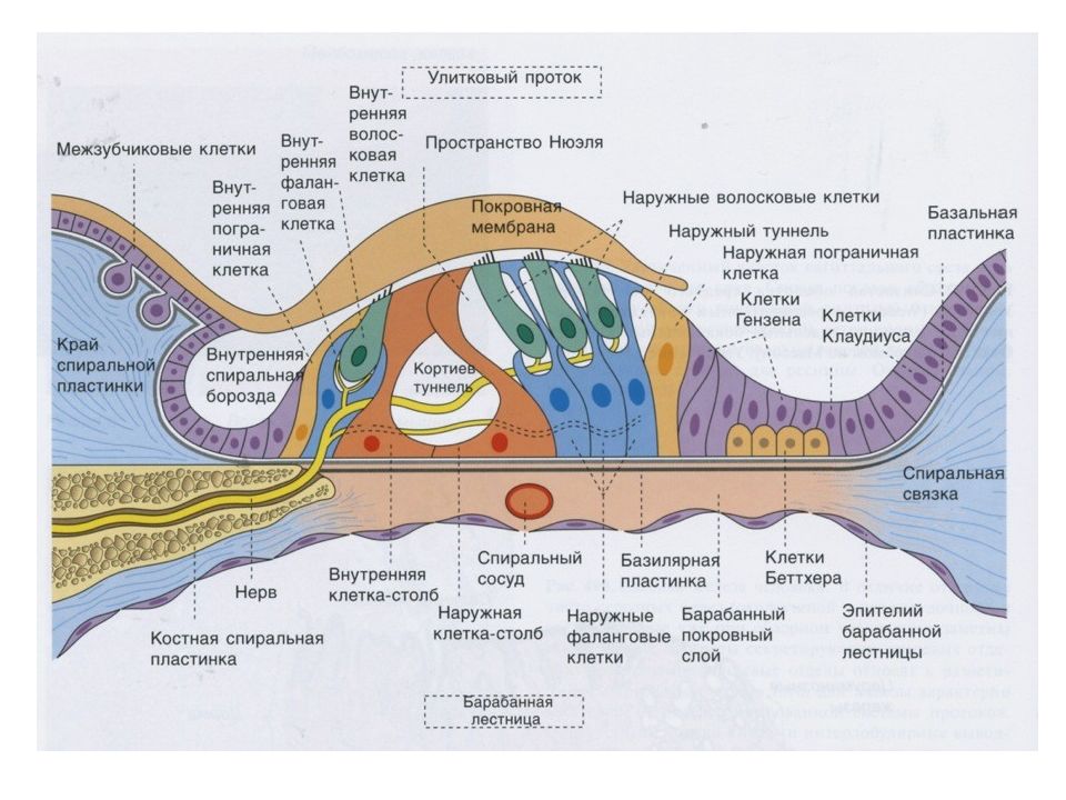 Сделать обозначения клеток и структур на схеме спирального органа