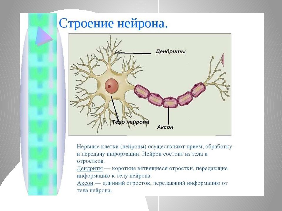 Нервная система человека огэ презентация