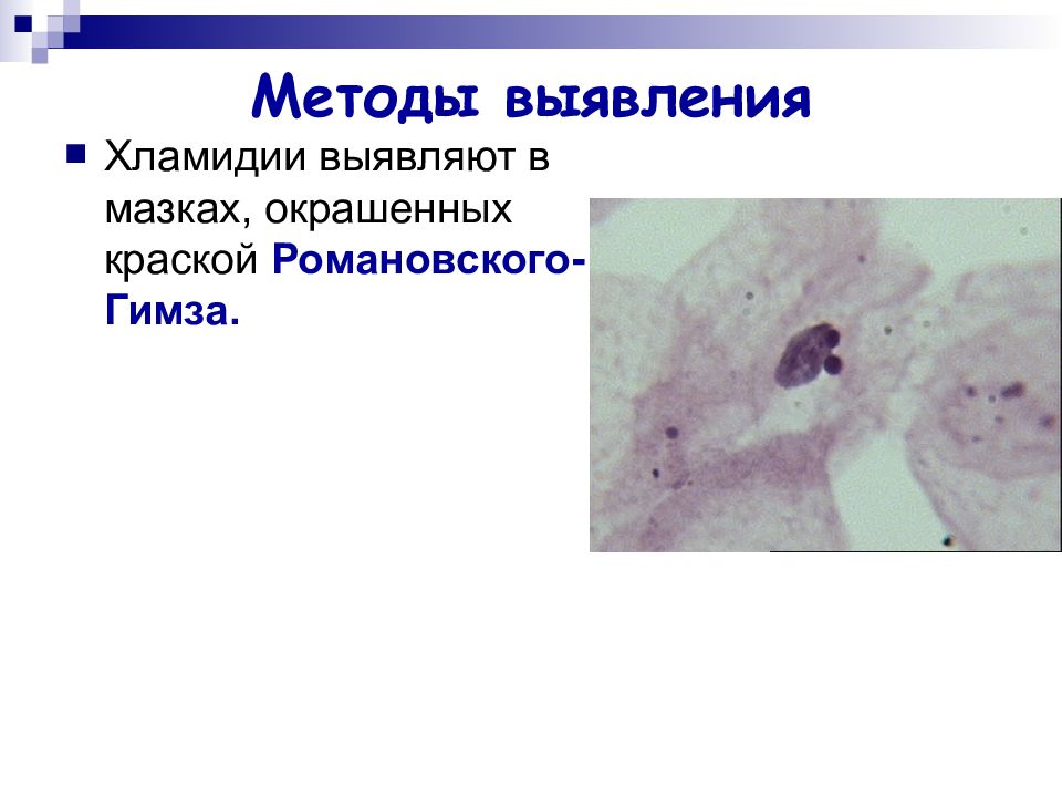 Хламидии способ. Романовский Гимза окраска хламидии. Метод Романовского-Гимза хламидии. Окрашивание хламидий по Романовскому Гимзе. Chlamydia trachomatis окраска по Романовскому Гимзе.