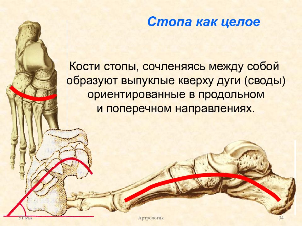 Кости целые. Артрология конечностей. Артрология нижних конечностей. Изменение положения в суставе поверхностей сочленяющихся костей:.