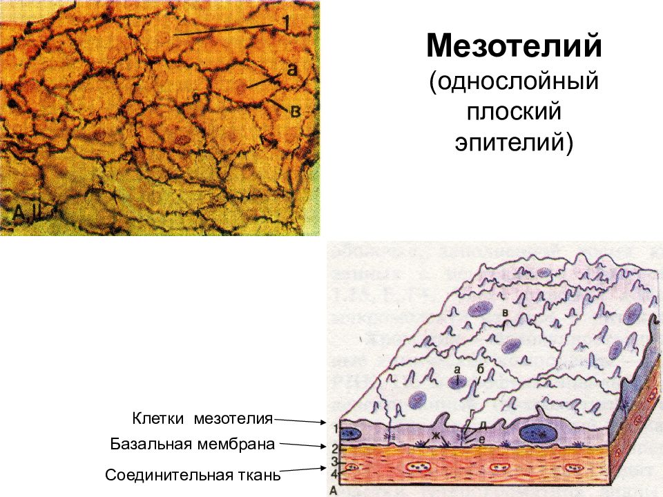 Однослойный плоский эпителий рисунок