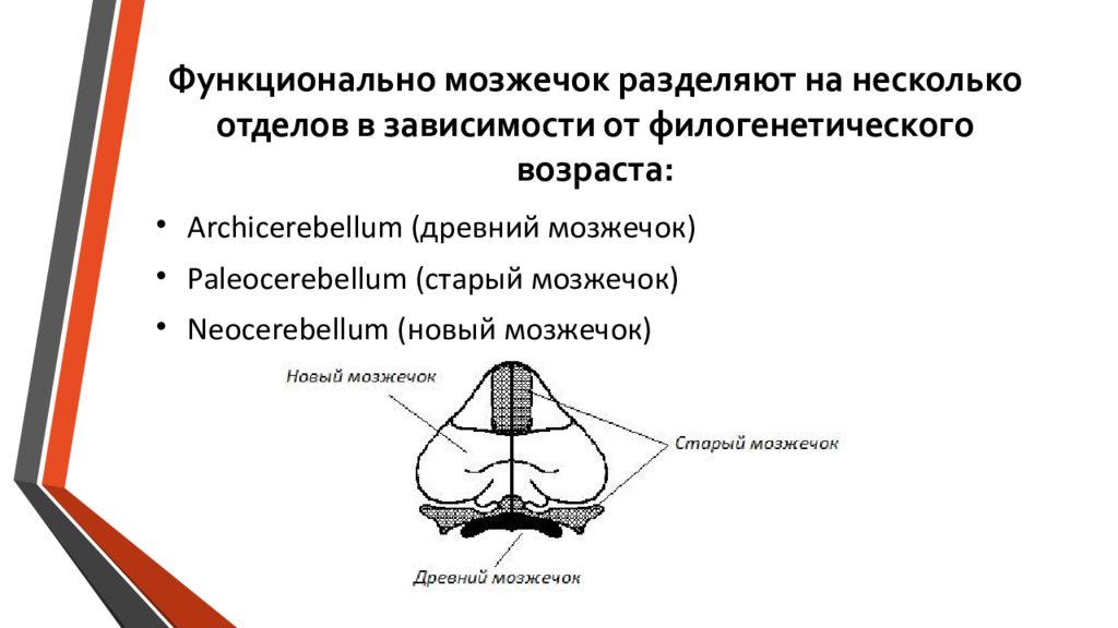 Презентация про мозжечок