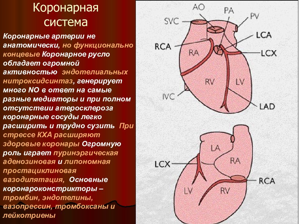 Коронарные артерии. Коронарные сосуды сердца. Схема коронарного русла. Система коронарной артерии.