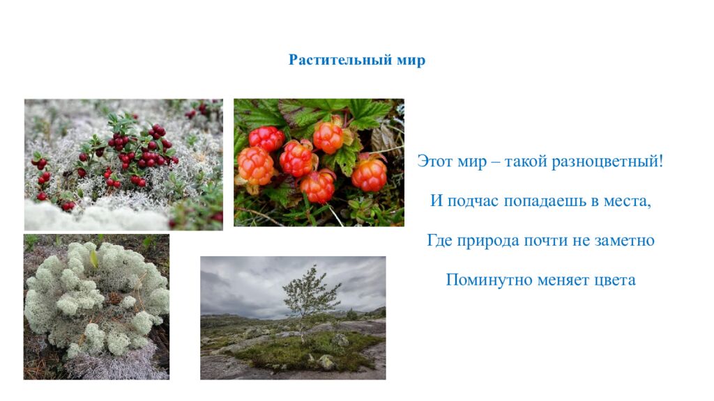 Растительный мир