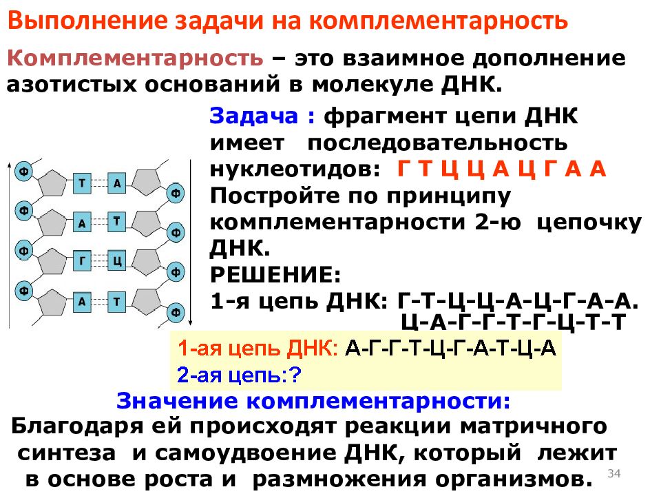 Принципы строения молекулы дезоксирибонуклеиновой кислоты комплементарность нуклеотидов презентация