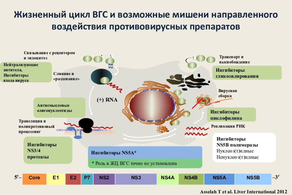 Вирусный гепатит с презентация инфекционные болезни