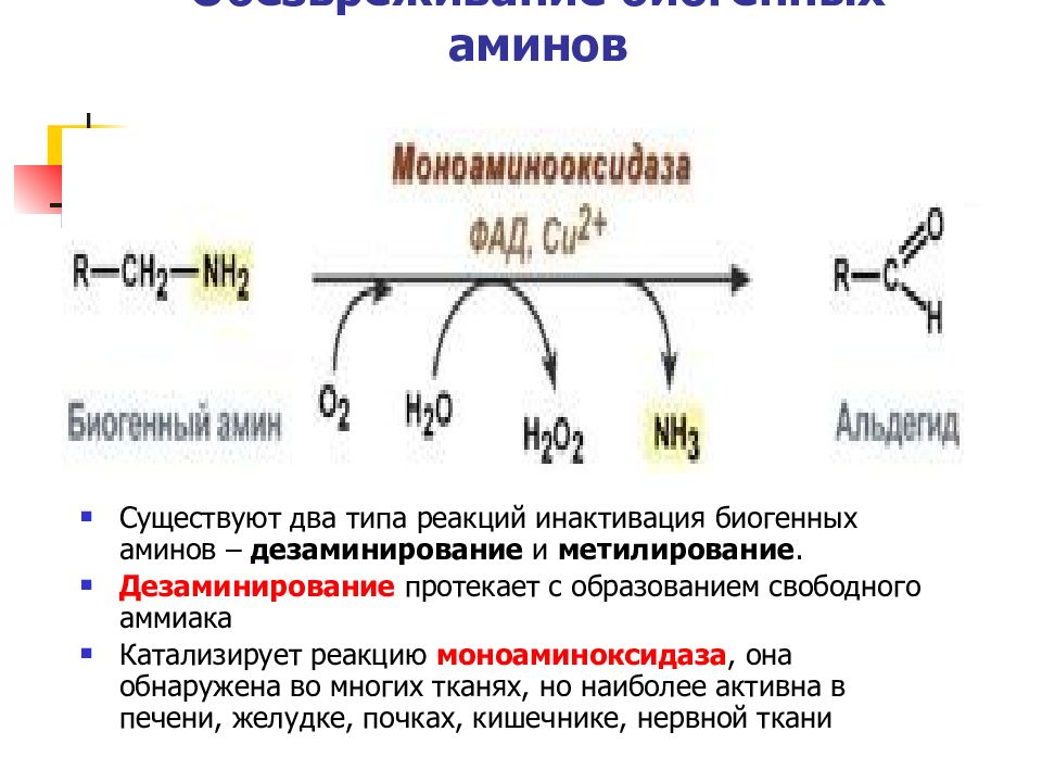 Биогенные амины это. Инактивация биогенных Аминов. Обезвреживание биогенных Аминов биохимия. Биогенные Амины дезаминирование. Дезаминирование биогенных Аминов биохимия.