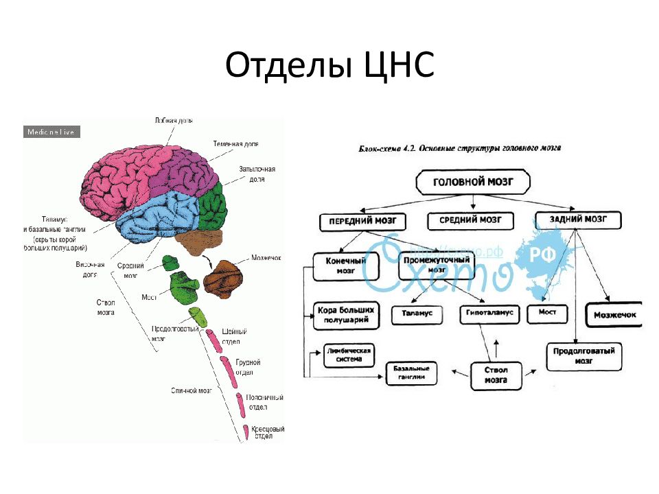 Центральная нервная система схема