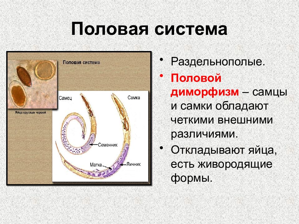 Круглые черви презентация егэ