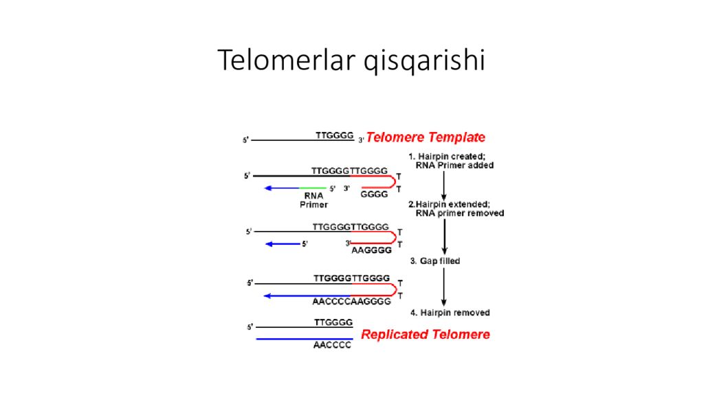 DNK ning tuzilishi va DNK replikatsiyasi Telomerlar qisqarishi