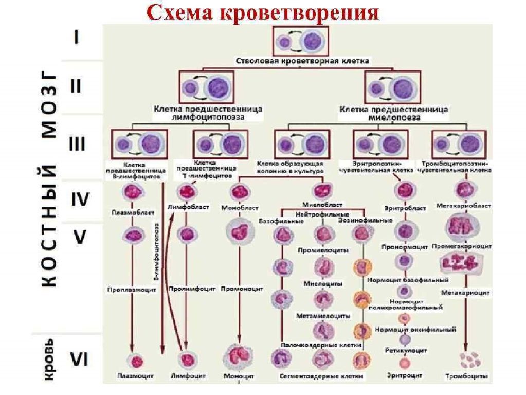 Кроветворение гистология