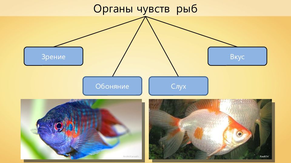 Какое значение имеет ноздри у рыб. Органы чувств регуляция деятельности организма рыбы. Органы чувств у рыб 7 класс биология. Органы осязания у рыб. Органы обоняния у рыб.