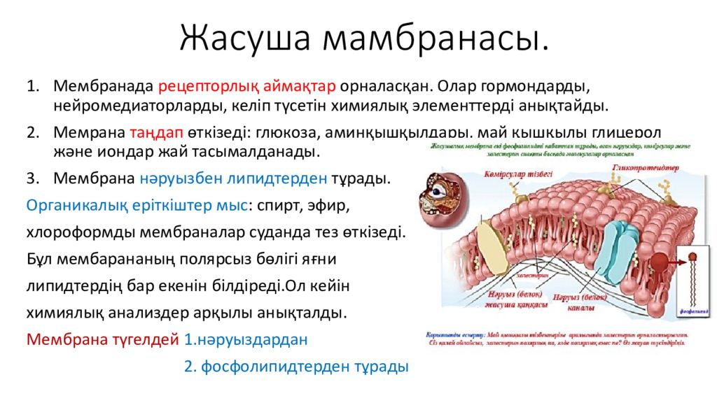 Мембраналық рецепторлар арқылы гормондық сигналдардың берілуі