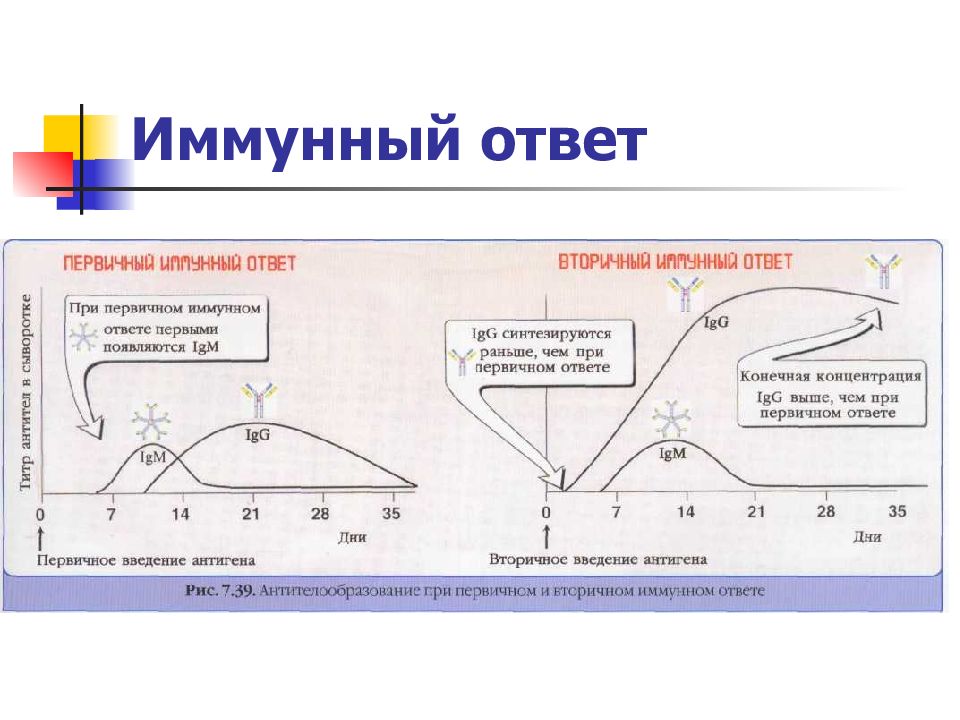 Иммунитет антитела презентация