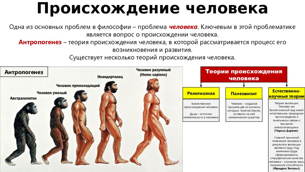 Эволюция современного человека презентация 11 класс