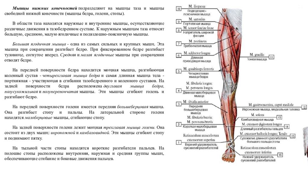 Приводящие латынь. Мышцы нижней конечности анатомия спереди. Строение мышц ноги спереди. Мышцы нижней конечности топография функции. Глубокие мышцы нижней конечности спереди.