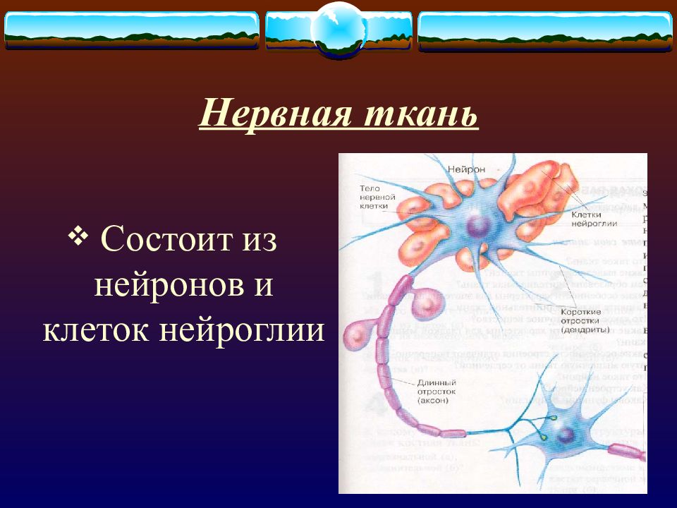 Клетка нервной ткани это. Нервная ткань Нейроны и нейроглия. Основная клетка нервной ткани Нейрон состоит из. Нервная ткань Нейроны и нейроглия таблица. Нервная ткань состоит из нервных клеток.