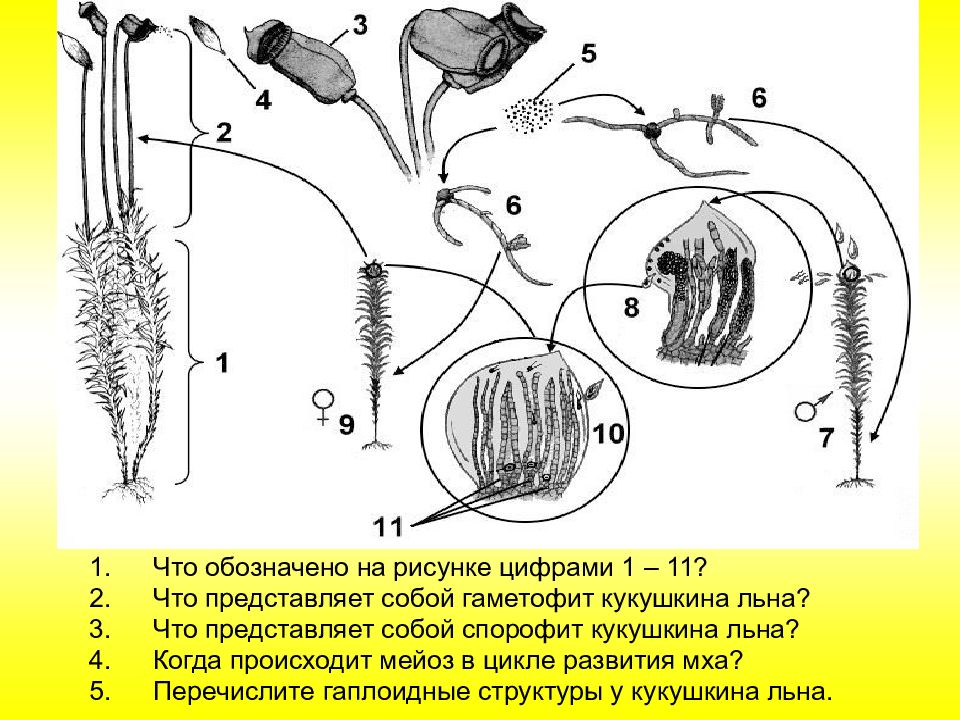 На рисунке спорофит бесполое поколение кукушкиного льна обозначен цифрой