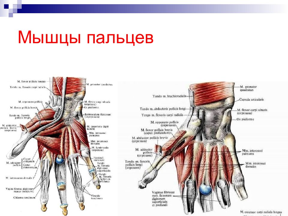 Мышцы пальцев кисти