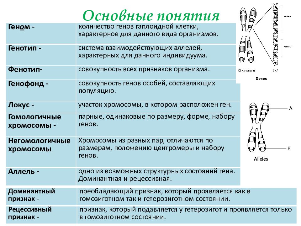 Фенотип признак ген. Генотип фенотип аллель. Основные понятия: ген, геном. Понятие о хромосомах и генах.. Ген и генотип.